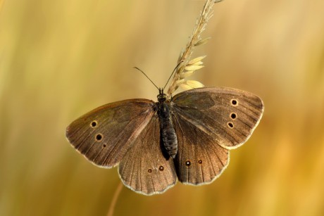 motýl (03)