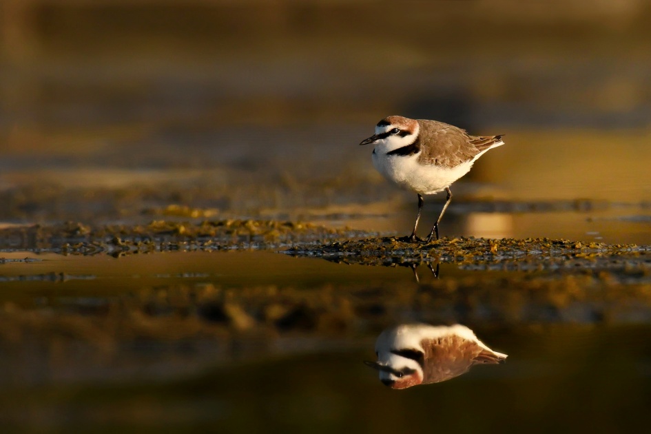Kulík mořský (01)